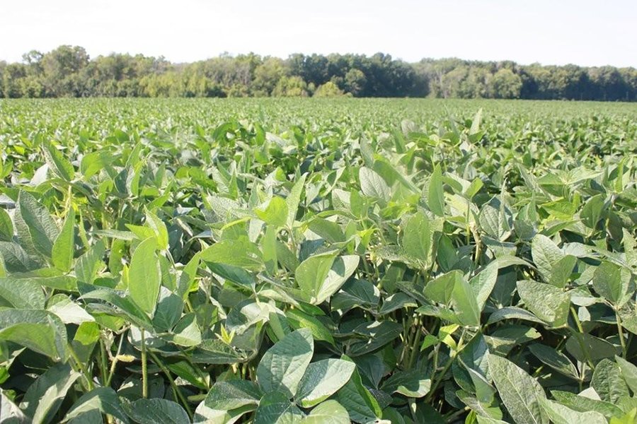 For sale: 130 Acres with 110 Acres Very Productive Land - Bedford, Indiana